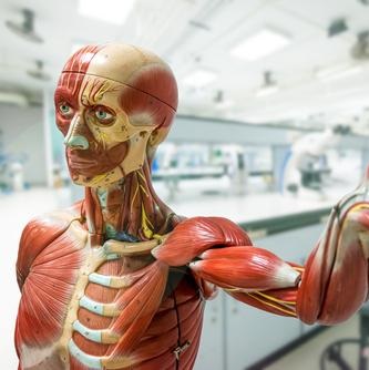 Anatomie & Fysiologie